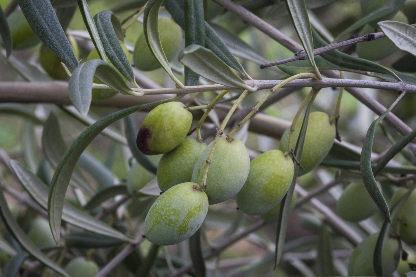 Coratina olives