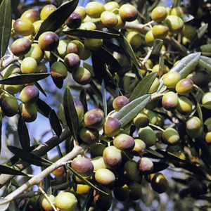 Moraiolo olives