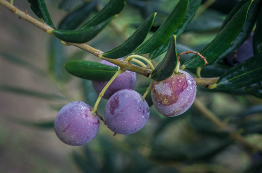 Oblica olives