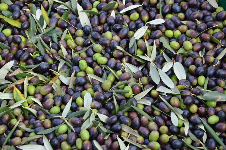Early olive harvest in progress